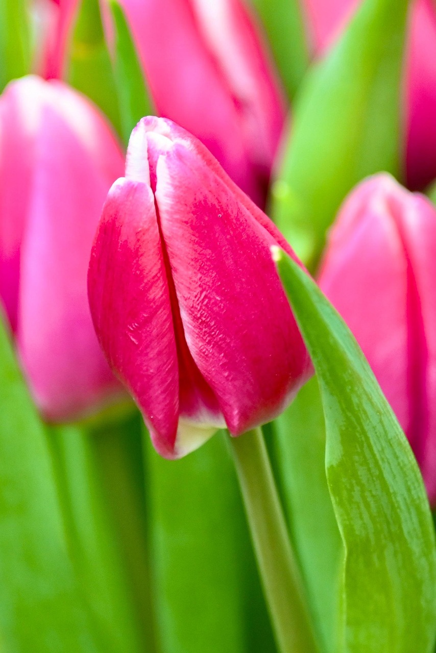 Dosya Adı: tulip-4833017_1280.jpg
Dosya Boyutu: 202.97 KB
10-10-2025, 07:30 AM