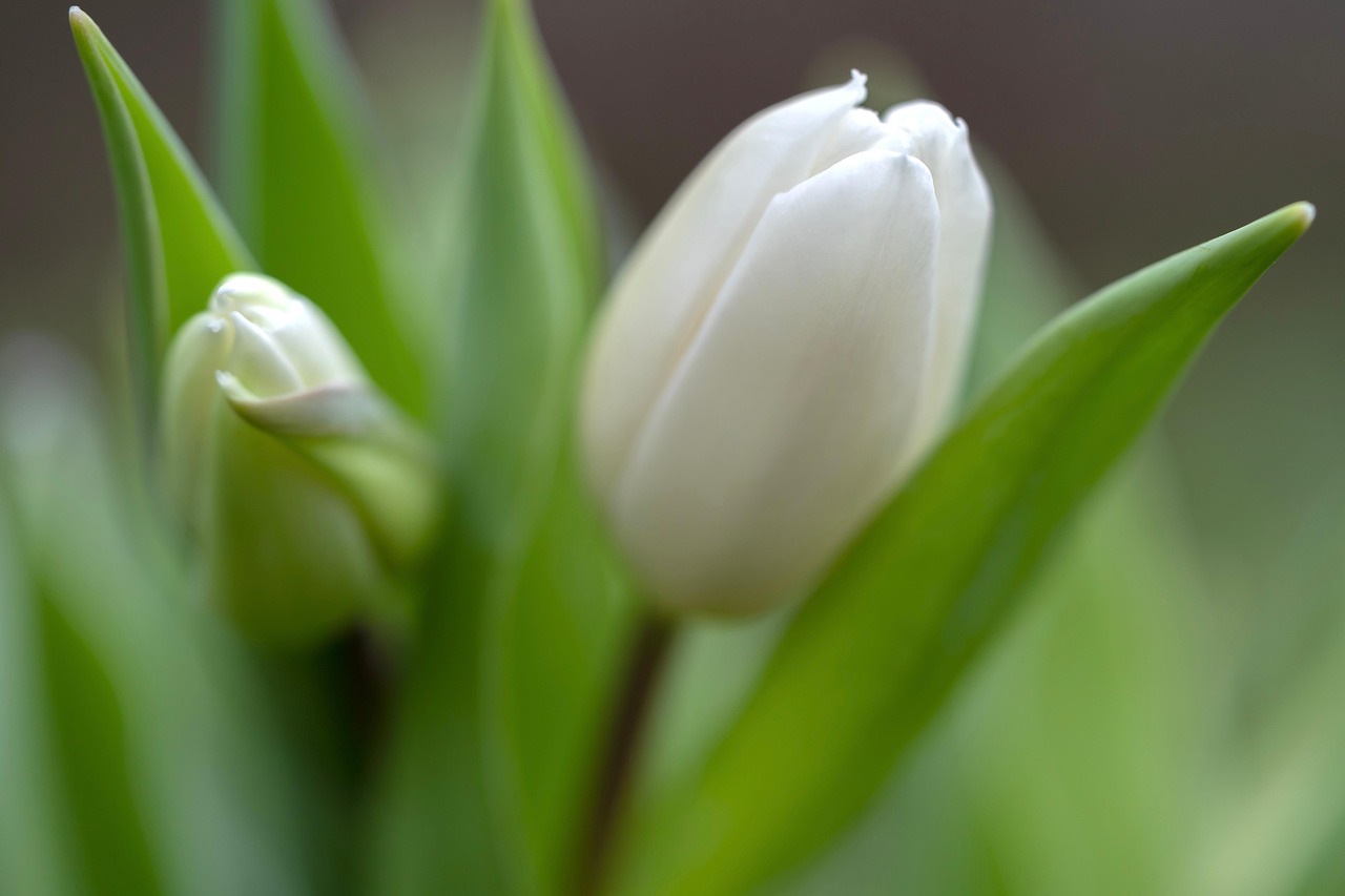 Dosya Adı: tulip-6055873_1280.jpg
Dosya Boyutu: 101.71 KB
10-10-2025, 07:30 AM