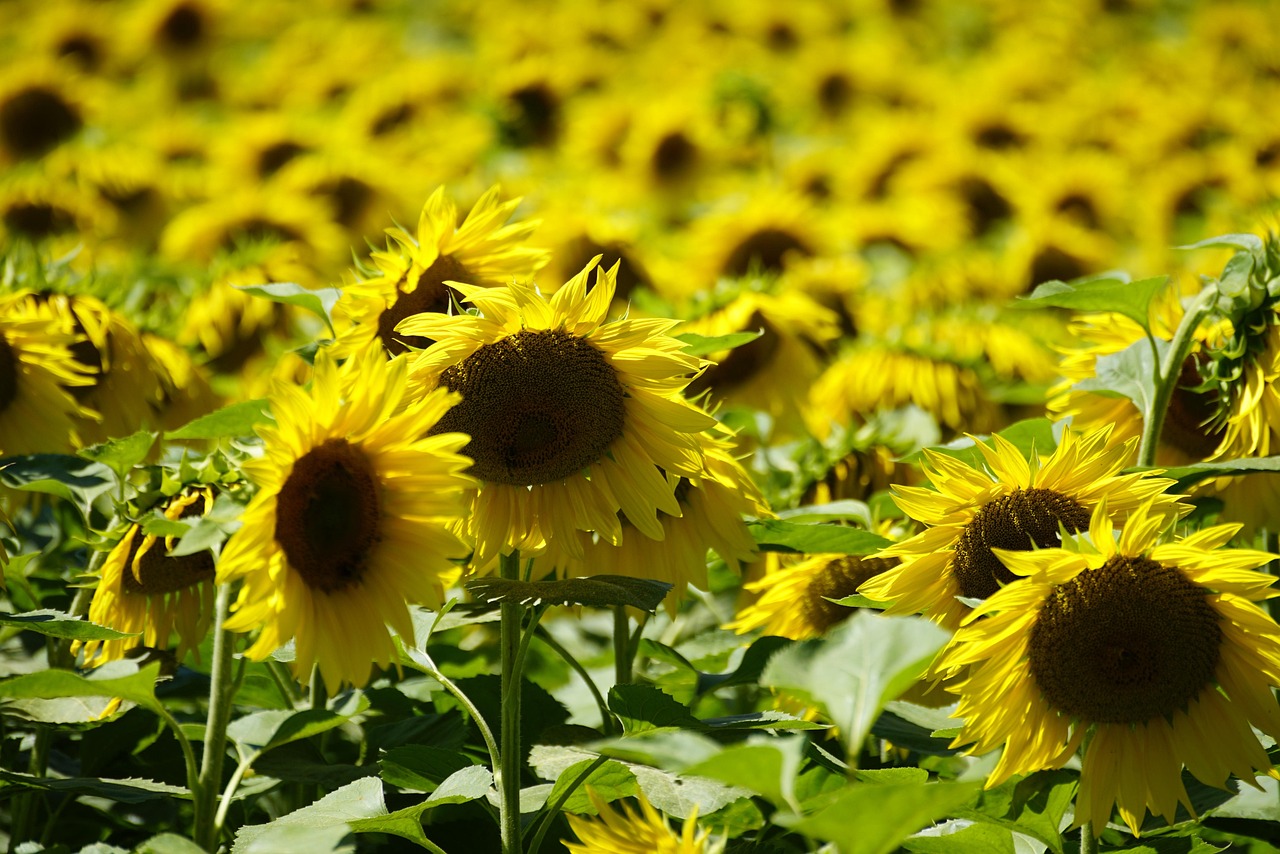 Dosya Adı: sunflowers-7354045_1280.jpg
Dosya Boyutu: 299.69 KB
10-10-2025, 07:30 AM